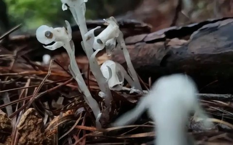 冥界之花\（冥界之花的药用价值与功效）