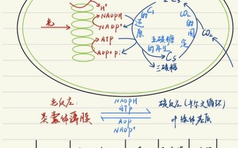 光合作用\（光合作用反应式）