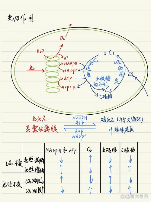 光合作用\(光合作用反应式)