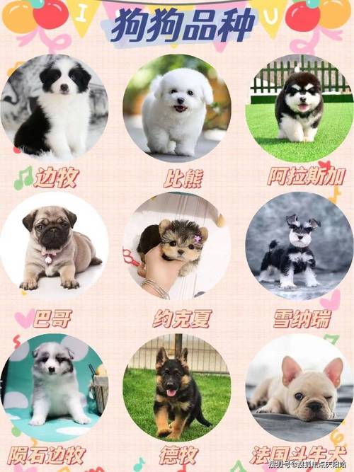 宠物护理(宠物护理师资格证怎么考)