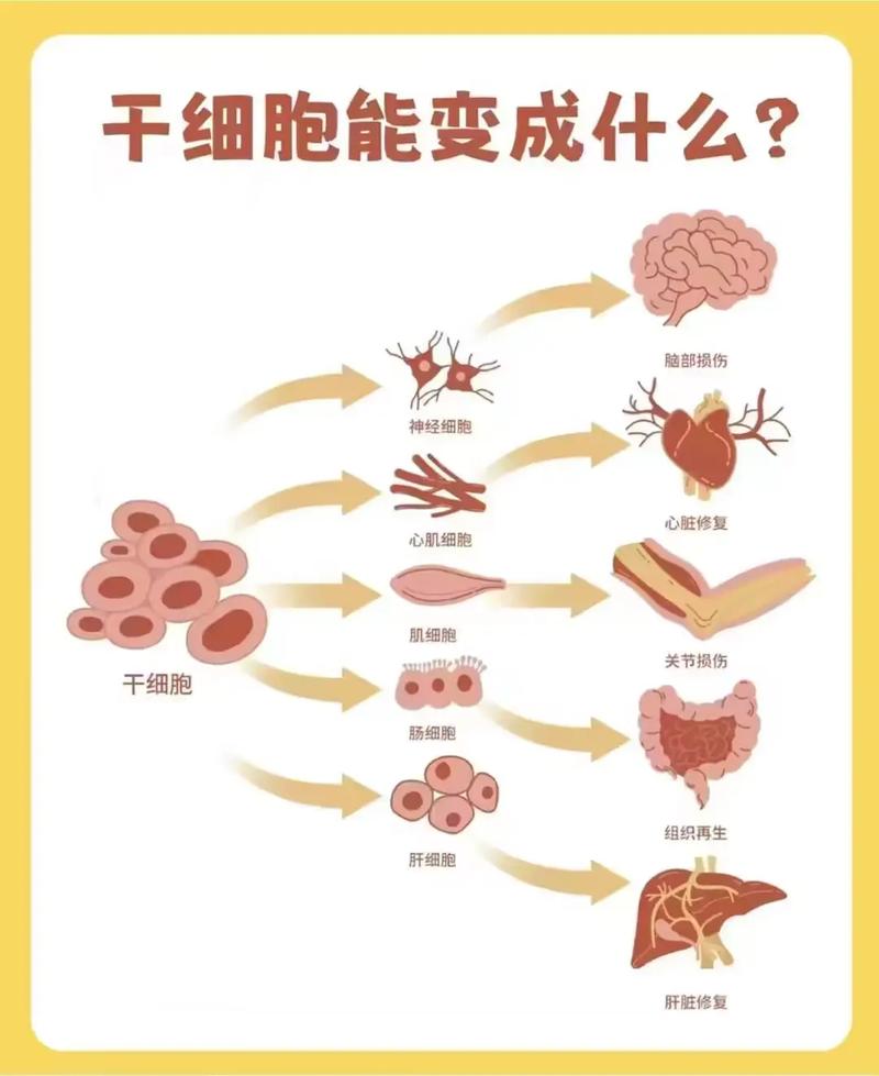 干细胞疗法\(干细胞疗法可以治疗哪些病)