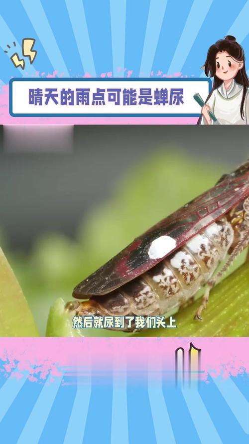 蝉尿成分\(蝉排尿的功能有哪些)