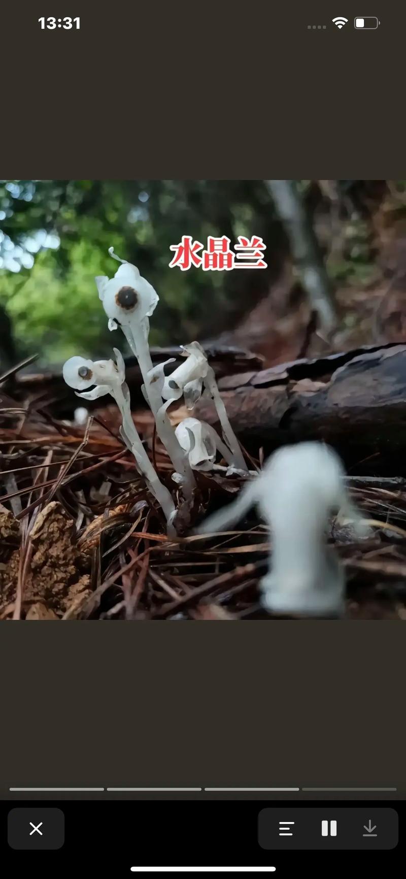 冥界之花\（冥界之花的药用价值与功效）