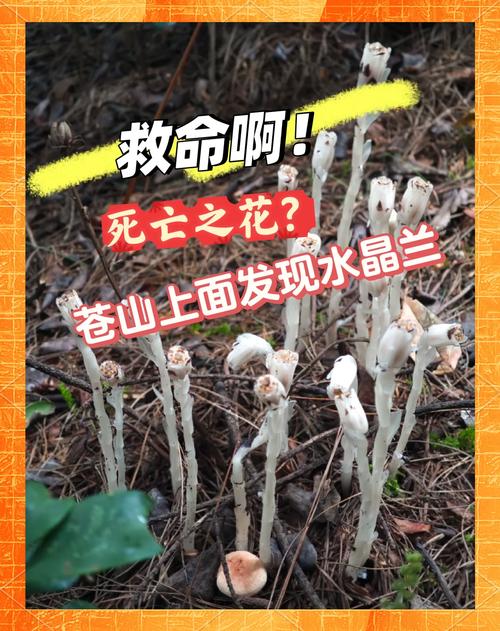 冥界之花\（冥界之花的药用价值与功效）