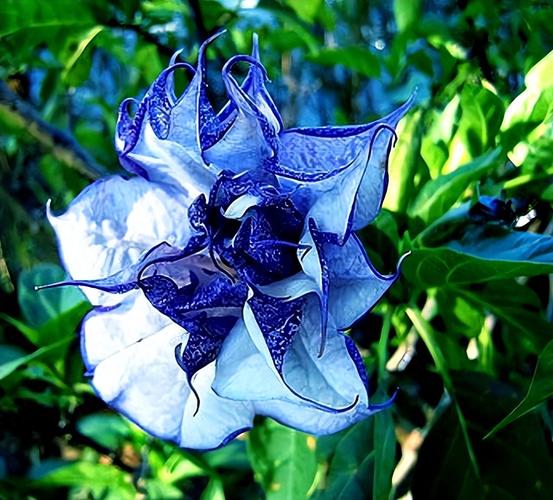 冥界之花\（冥界之花的药用价值与功效）