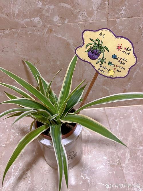 植物养护（植物养护牌）
