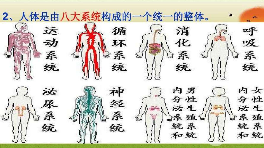 人体八大系统(人体八大系统的功能)