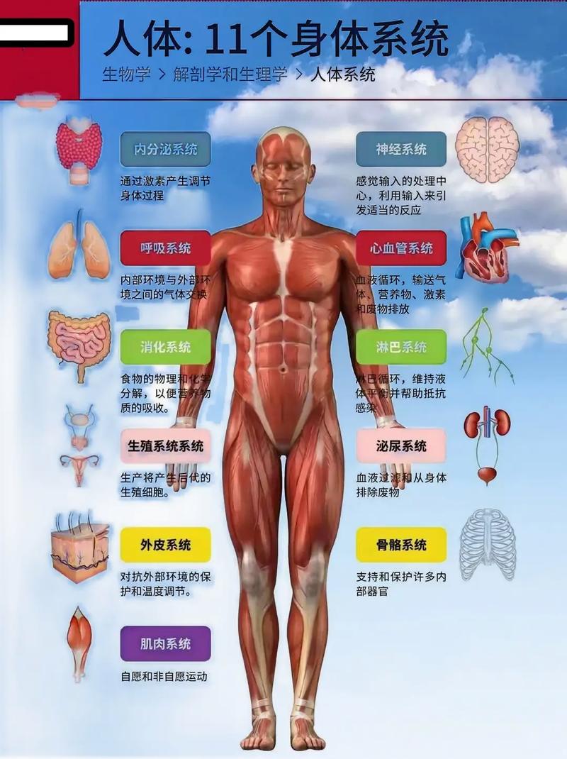 人体八大系统(人体八大系统的功能)