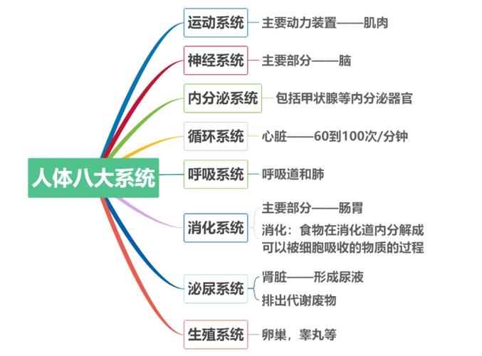 人体八大系统(人体八大系统的功能)