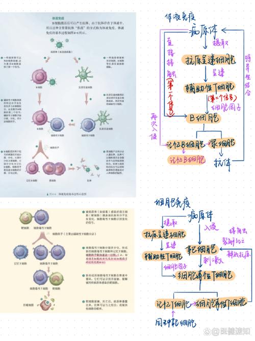 疫苗免疫机制(疫苗接种的免疫学机制)