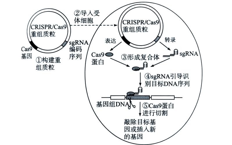 基因编辑\(基因编辑是什么意思?)
