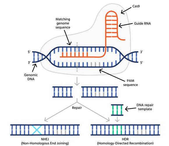 基因编辑\(基因编辑是什么意思?)